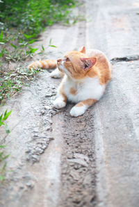 Cat sitting on footpath