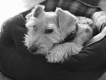 Close-up portrait of dog relaxing on sofa