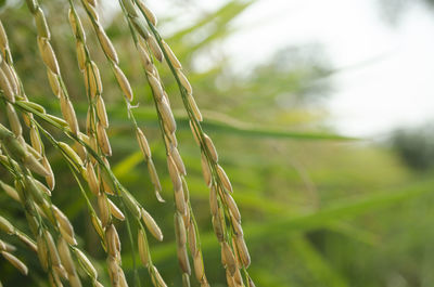 Close-up of crops growing on field