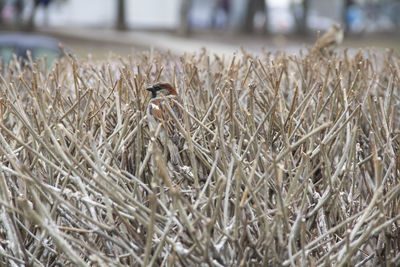 Close-up of bird perching on plant