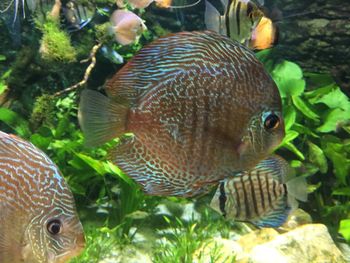 Close-up of fish swimming in sea