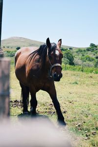 Horse standing on field against clear sky