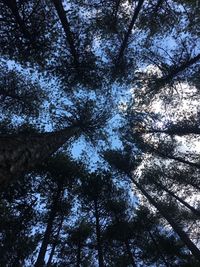 Low angle view of tree in forest