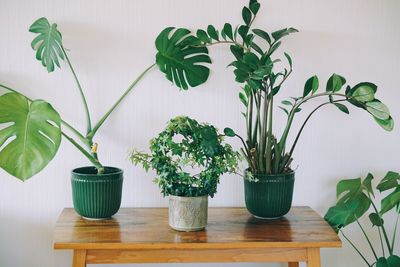 Potted plants on table at home