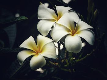 Close-up of frangipani blooming outdoors