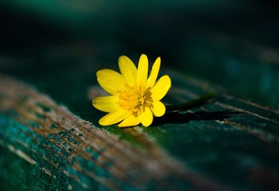 Close-up of yellow flowering plant