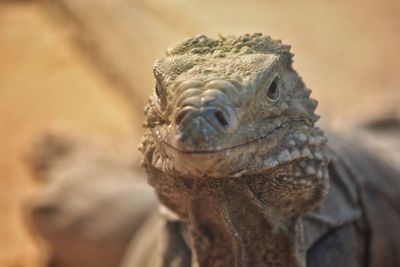 Close-up of lizard