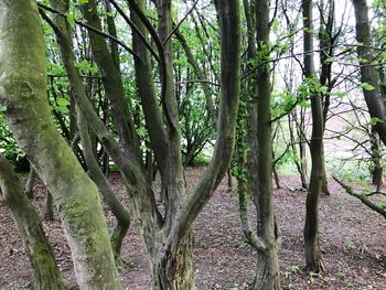 View of trees in forest