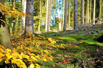 Trees in forest