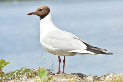 Close-up of black-headed gull perching on rock