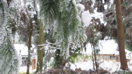 Close-up of pine tree during winter