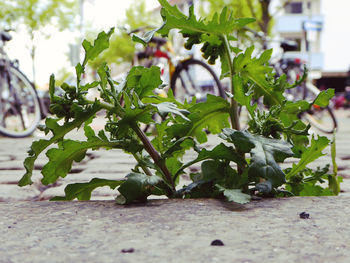 Close-up of plants