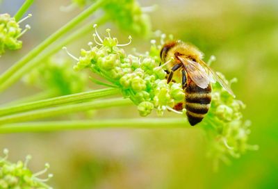 Close-up of bee pollinating on flower