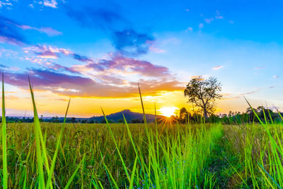 Scenic view of field against sky during sunset