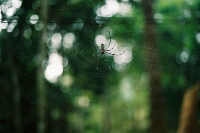 Close-up of spider on web