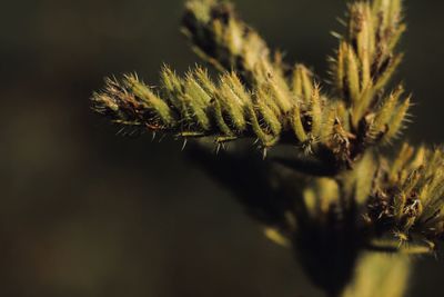 Close-up of insect on plant