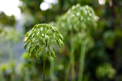 Close-up of green plant