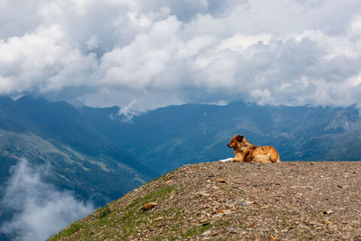 Watchdog in the mountains, dolomites south tyrol