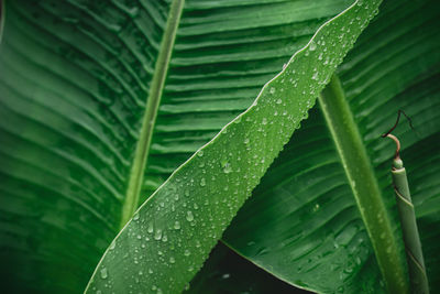 Full frame shot of wet leaves