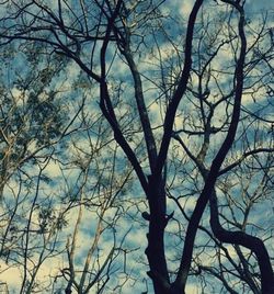 Low angle view of bare trees against sky