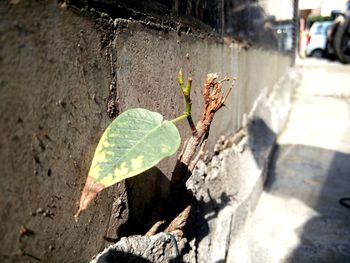 High angle view of plant leaves on street