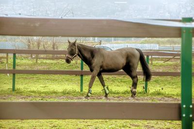 Horse standing in ranch