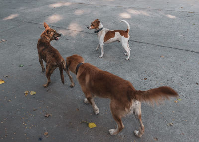 High angle view of dogs on road