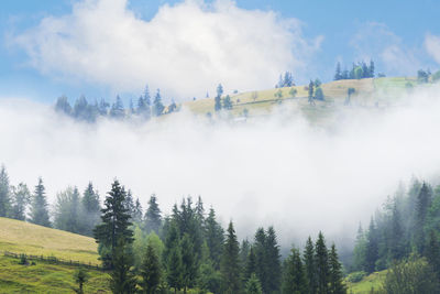 Panoramic shot of trees on land against sky