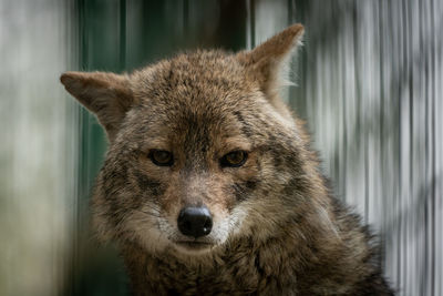 Close-up portrait of dog