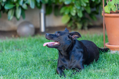 Black dog looking away on field