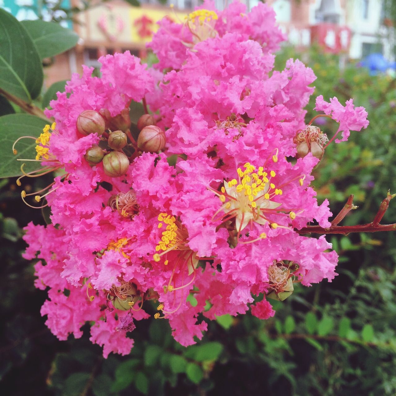 flower, freshness, petal, pink color, fragility, beauty in nature, growth, focus on foreground, flower head, close-up, nature, blooming, plant, bunch of flowers, in bloom, pink, day, outdoors, blossom, no people