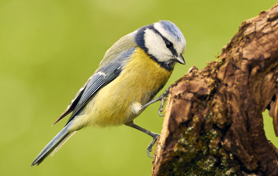 Close-up of bird perching on tree