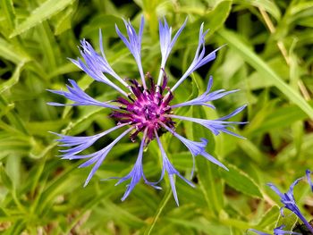 Close-up of purple flowering plant on field
