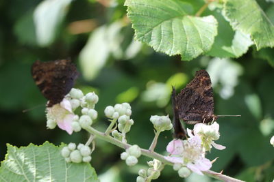 Close-up of butterfly pollinating on flower