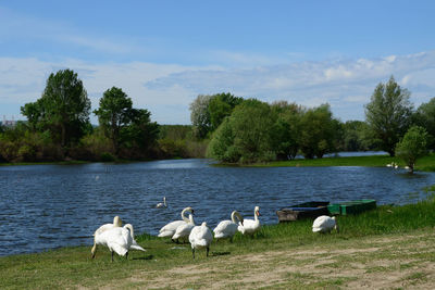 White swans are walking up the grassy slope of a riverbank