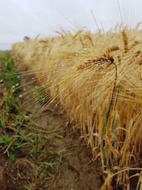 Close-up of wheat growing on field against sky