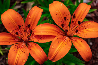 Close-up of wet orange lily blooming outdoors