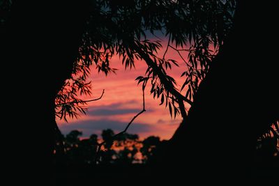 Silhouette trees against sky during sunset