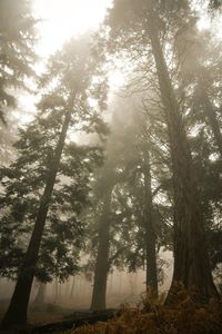 Trees in forest