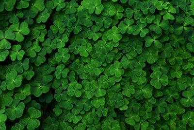 Full frame shot of green leaves