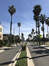 Palm trees by road against sky