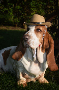 Dog sitting on field wearing cowboy hat