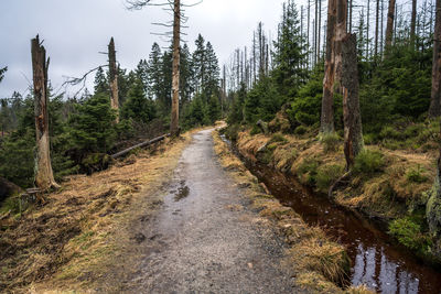 Road amidst trees in forest against sky