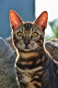 Close-up portrait of cat