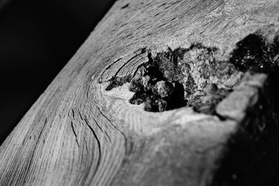 Close-up of lizard on tree stump