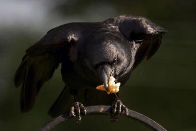 Food in the beak