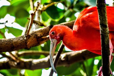 Close-up of parrot perching on tree