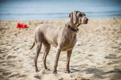 Dog standing on sand at beach