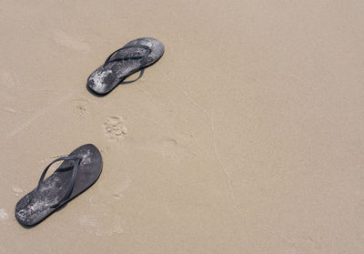 Close-up of snake on sand at beach