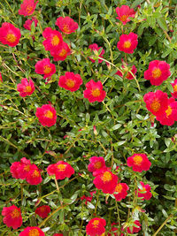 High angle view of pink flowering plants